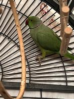 Halsbandparkiet Mannelijk en vrouwelijk, Dieren en Toebehoren, Vogels | Parkieten en Papegaaien, Parkiet