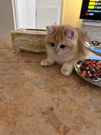 Britse korthaar ny12 kater 14 weken, Dieren en Toebehoren, Katten en Kittens | Raskatten | Korthaar, Kater, Ontwormd