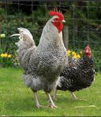 Prachtige noord hollandse blauwe haan 2025, Dieren en Toebehoren, Pluimvee, Mannelijk, Kip