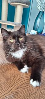 Lieve grote Ragdoll herplaatser, Dieren en Toebehoren, Katten en Kittens | Raskatten | Langhaar, Kater, Gechipt, 0 tot 2 jaar