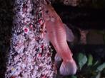 Algeneters, Dieren en Toebehoren, Vissen | Aquariumvissen, Vis