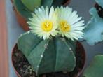 Cactus Astrophytum Myriostigma “Nudum”potmaat 10.5cm, Huis en Inrichting, Kamerplanten, Ophalen of Verzenden, Minder dan 100 cm