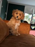 Maltipoo 4 maand, Rabiës (hondsdolheid), 15 weken tot 1 jaar, Overige rassen, Teef