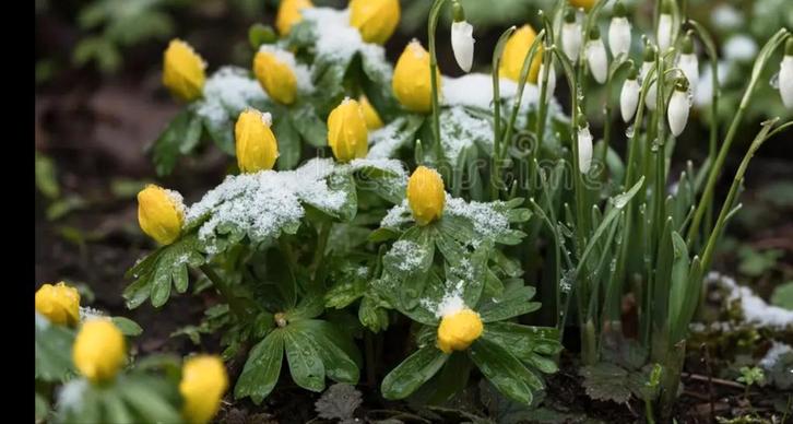 Winterakoniet de eerste bloeiende knolletjes van het jaar, Tuin en Terras, Planten | Tuinplanten, Overige soorten, Halfschaduw