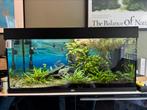 Compleet aquarium 180L– met vissen, planten en meer!, Dieren en Toebehoren, Ophalen, Gevuld zoetwateraquarium