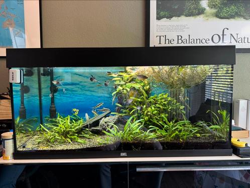 Compleet aquarium 180L– met vissen, planten en meer!, Dieren en Toebehoren, Vissen | Aquaria en Toebehoren, Gevuld zoetwateraquarium