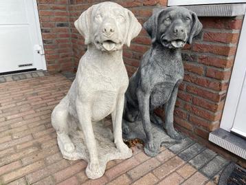 Labrador Retriever beschikbaar voor biedingen