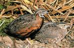 Chinese dwergkwartel hennetjes | Losse hennen te koop, Meerdere dieren, Kip