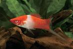 meer dan 50 soorten Molly, zwaarddrager, platy kleurige vis, Vis, Zoetwatervis