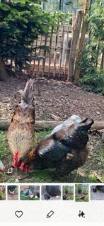 olive eggers, schijndelaar,, Dieren en Toebehoren, Pluimvee, Mannelijk, Kip