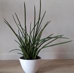 Sanseveria 50  /60 cm + pot., Ophalen, Overige soorten, Minder dan 100 cm