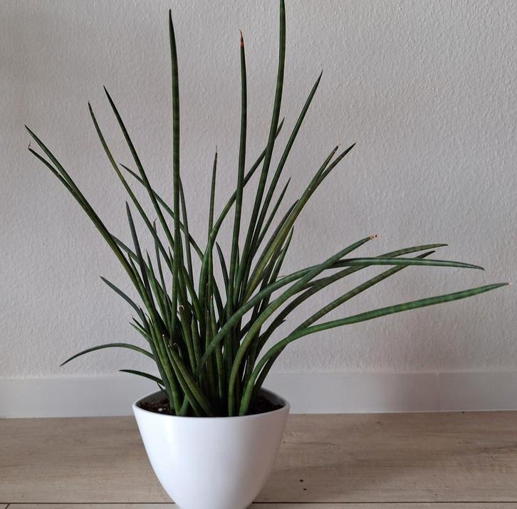 Sanseveria 50  /60 cm + pot., Huis en Inrichting, Kamerplanten, Overige soorten, Minder dan 100 cm, Ophalen