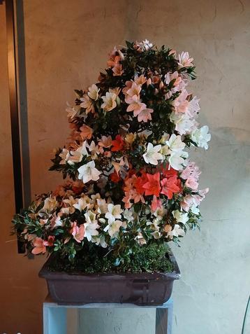 Satsuki azalea bonsai beschikbaar voor biedingen