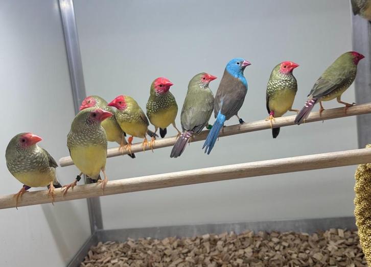 Binsenastrildes koppels, Dieren en Toebehoren, Vogels | Overige Vogels, Meerdere dieren