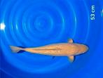 13 Prachtige Japanse koi karpers, Dieren en Toebehoren, Vissen | Vijvervissen, Karper of Koi