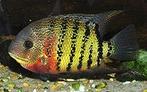 koppel heros severus 15cm te koop zuid amerika, Dieren en Toebehoren, Vissen | Aquariumvissen, Vis, Zoetwatervis