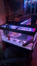 4 aquariums te koop compleet vele toebehoren, Ophalen of Verzenden, Zo goed als nieuw, Gevuld zoetwateraquarium