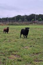 Ouessant schapen/lammeren (ooi '25, ram '25, ooi '21), Dieren en Toebehoren, Schapen, Geiten en Varkens, Meerdere dieren, Schaap