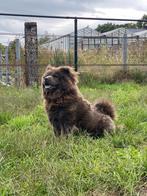 Mooie blauwe 4 jarige chow chow teef, CDV (hondenziekte), Teef, Eén hond, 3 tot 5 jaar