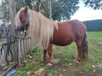 Shetlander merrie, Dieren en Toebehoren, Paarden, Merrie, Minder dan 160 cm, Gechipt, Onbeleerd
