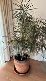 Mooie Dracaena Marginata in pot ongeveer 1.50m, Ophalen, 100 tot 150 cm, Halfschaduw, In pot