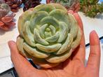 Echeveria camellia /7.5cm/vetplant/succulent, Ophalen of Verzenden, Halfschaduw, Minder dan 100 cm