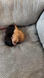 Pomapoo pups, Overige rassen, 8 tot 15 weken, Parvo, Meerdere