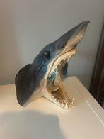 Mako haai kop taxidermie, Ophalen, Zo goed als nieuw, Opgezet dier