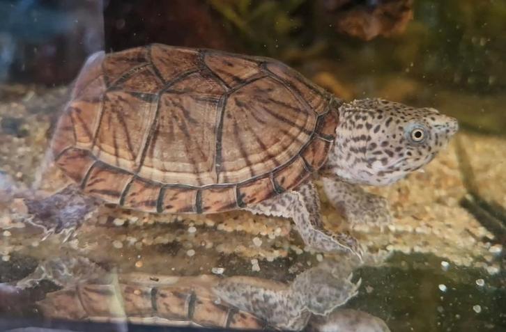 Sternotherus minor minor vrouw