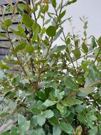 Quercus Ilex (meerstammig) 150+ (ACTIE! NU €125,-), Tuin en Terras, 100 tot 250 cm, Zomer, Volle zon, In pot