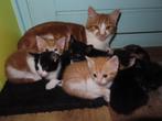 lieve kittens, Dieren en Toebehoren, Meerdere dieren, Kortharig, 0 tot 2 jaar