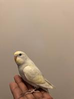 Prachtig leuk tam baby parkietjes! Met aparte kleur., Vrouwelijk, Tropenvogel, Geringd