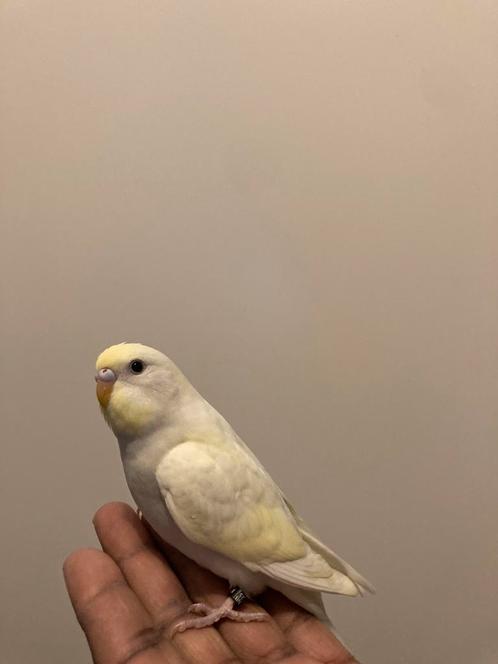 Prachtig leuk tam baby parkietjes! Met aparte kleur., Dieren en Toebehoren, Vogels | Overige Vogels, Tropenvogel, Vrouwelijk, Tam