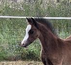 Te koop 2 Welsh A hengst veulens, Gechipt, Niet van toepassing, 0 tot 2 jaar, Hengst