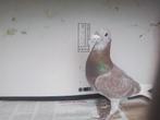 2 MOOIE  DOFFERS, Dieren en Toebehoren, Vogels | Duiven, Mannelijk, Postduif