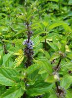 Mentha gracilis var. ‘Ginger’ – Gembermunt, Bio, Volle zon, Vaste plant, Ophalen of Verzenden, Kruiden