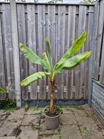 Musa Dwarf Cavendish buiten of binnen plant, Ophalen, Vaste plant, Overige soorten, Volle zon