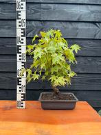 Bonsai Acer palmatum, Ophalen, Bloeit niet, Halfschaduw, Overige soorten