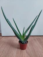 Aloe Vera (L.) Burm. F. - Aloë Vera / Vetplant H: 27 cm., Ophalen, Vetplant, Halfschaduw, Minder dan 100 cm