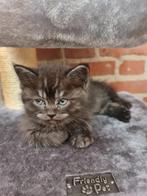 britse korthaar kittens, Dieren en Toebehoren, Katten en Kittens | Raskatten | Langhaar, Meerdere dieren, Ontwormd