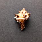 Schelpen - Hexaplex chicorrum, Ophalen of Verzenden, Schelp(en)