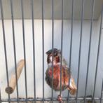 Bastaard putters fluiten wildzang, Dieren en Toebehoren, Mannelijk, Wildzangvogel, Geringd