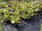 Pluimhortensia Polar Bear, Ophalen of Verzenden, Hortensia, Struik, Minder dan 100 cm