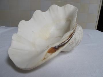 grote schelp doopvontschelp beschikbaar voor biedingen