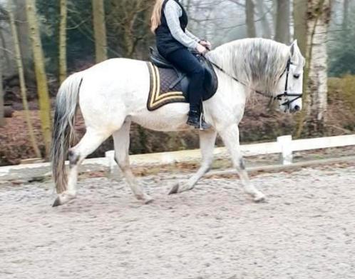 Ervaren paarden trainer gezocht, Dieren en Toebehoren, Stalling en Weidegang