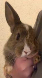 Baby konijnen, Dieren en Toebehoren, Konijnen, Meerdere dieren, Dwerg, 0 tot 2 jaar