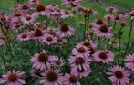 tuinplanten te koop, Vaste plant, Halfschaduw, Zomer, Ophalen