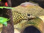 Groep van 4 L236 SW, Dieren en Toebehoren, Vissen | Aquariumvissen, Vis, Zoetwatervis