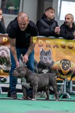 American bully pocket dekreu, Eén persoon