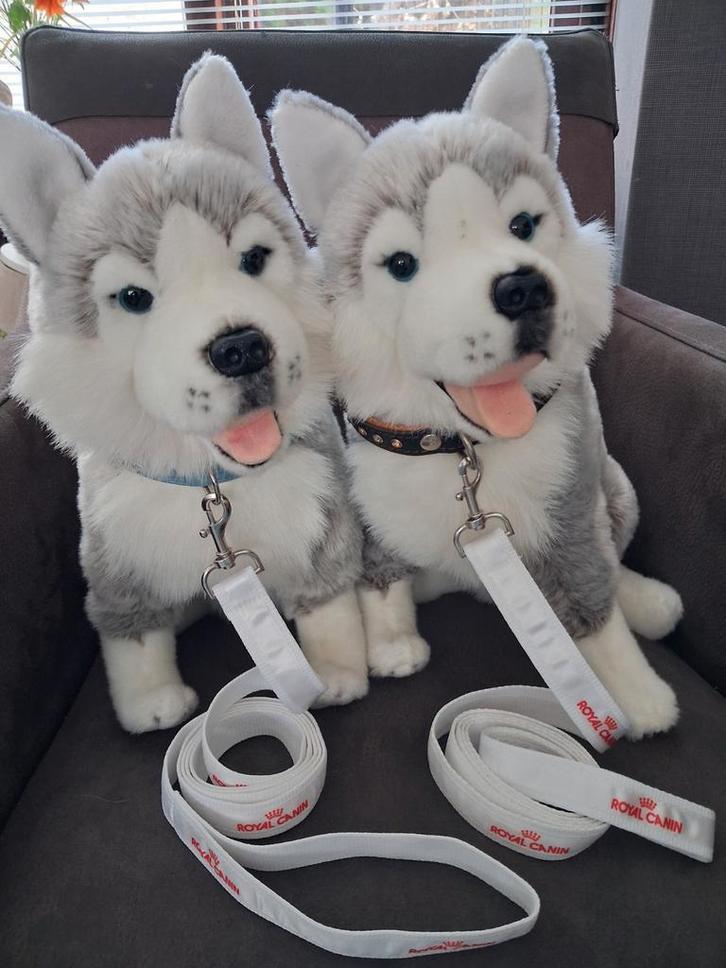 Set 2 Pluchen Husky Carl Dick - Knuffels groot met riemen, Dieren en Toebehoren, Overige Dieren-accessoires, Nieuw, Ophalen of Verzenden